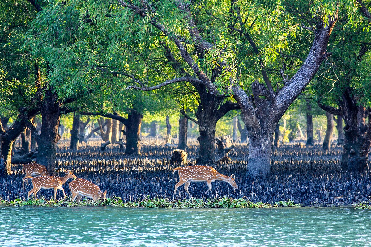 Sundarbans tour
